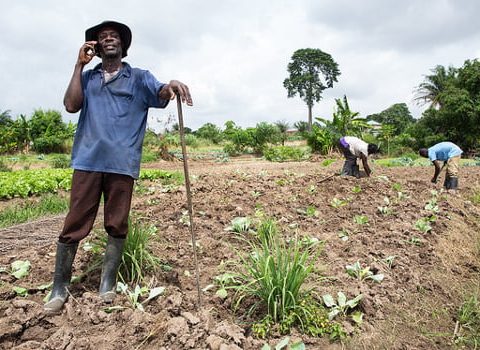 farmerline 600x350 1