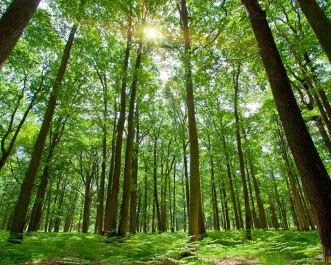 call for african organisations to lead by example this world environment day