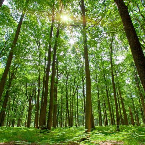 call for african organisations to lead by example this world environment day