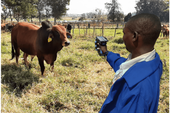 e livestock global fez o lancamento da solucao mastercard baseado na blockchain cadeia de blocos e dados com o objetivo de aumentar a visibilidade da industria bovina no zimbabue