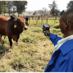 e livestock global launch mastercard blockchain based solution to bring visibility to the cattle industry in zimbabwe