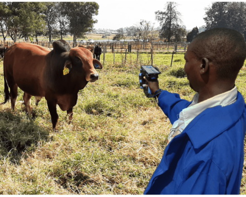 e livestock global launch mastercard blockchain based solution to bring visibility to the cattle industry in zimbabwe