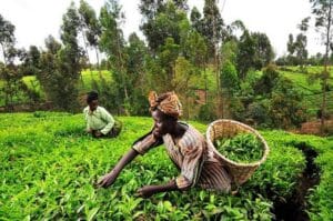 Nigerian Govt Must Prioritise Investment In Agriculture To Boost Economy – Experts