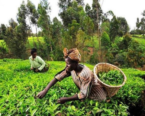 Nigerian Govt Must Prioritise Investment In Agriculture To Boost Economy – Experts