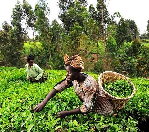 Nigerian Govt Must Prioritise Investment In Agriculture To Boost Economy – Experts