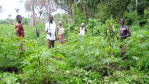 Cassava farmers