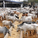 Cattle2
