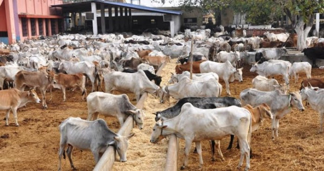 Cattle2