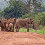 Herd elephants Virunga National Park Congo