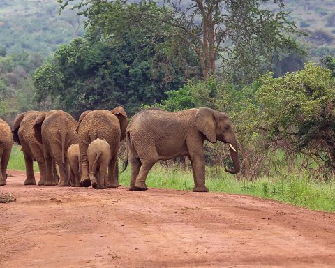 Herd elephants Virunga National Park Congo