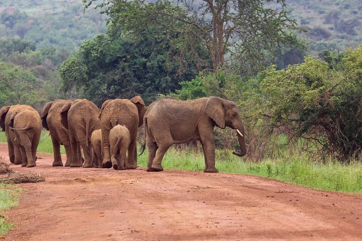 Herd elephants Virunga National Park Congo