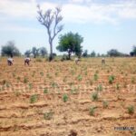 a view of the land at gayawa kano jigawa state