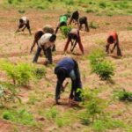 farmers