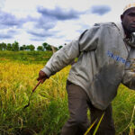 food systems transformation a silver lining in covid crisis un deputy chief