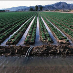 irrigation project