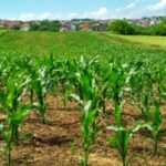 Corn plant