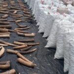 pangolin scales and elephant tusks