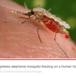 The Malaria Vaccines