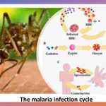 Emergence Of Malaria Drug Resistance In Africa