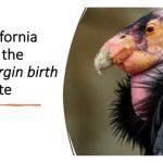 Virgin Births
