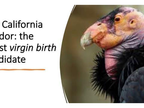 Virgin Births