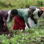 Women farmers