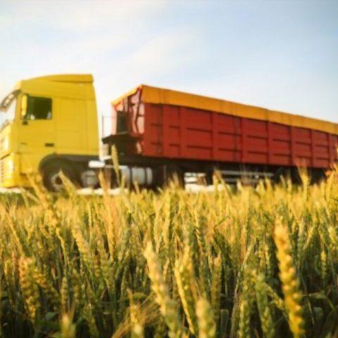 wheat import