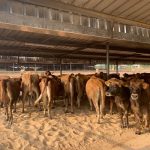 Nigeria Cows