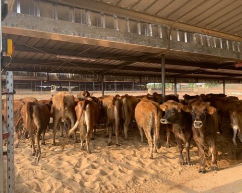 Nigeria Cows