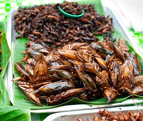 “Eat Cockroaches For Protein,” Reports Say
