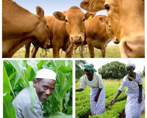 Agricultural farmers