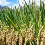 RIFAN on rice production