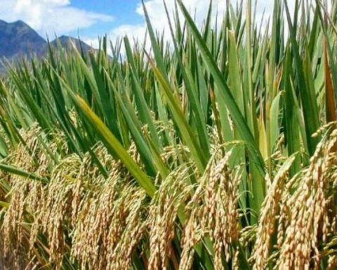 RIFAN on rice production