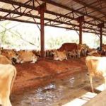 Shonga farm