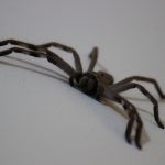 “Why I Won’t Kill Huge Spider Living In My House”