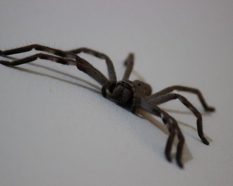 “Why I Won’t Kill Huge Spider Living In My House”