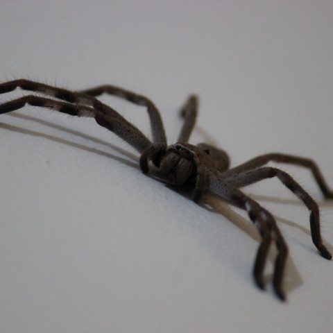 “Why I Won’t Kill Huge Spider Living In My House”