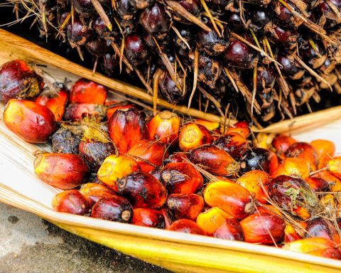 Real Reason Indonesia Suspended All Exports Of Palm Oil