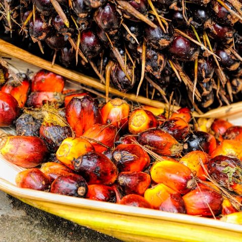 Real Reason Indonesia Suspended All Exports Of Palm Oil
