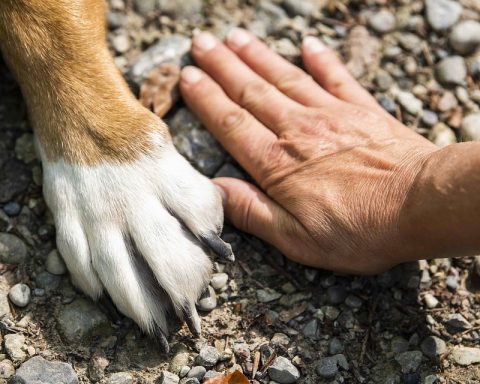 New Study Reveals Why Dog Became Perfect Human Companion
