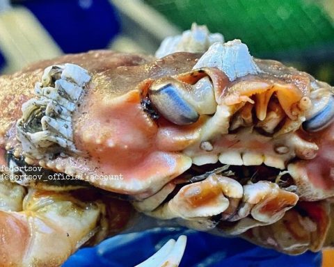 Weird! Fisherman Finds Crab With Full Set Of Human Teeth