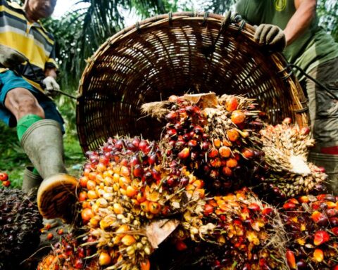 The Oil Palm War