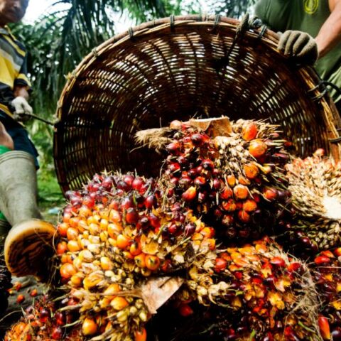 The Oil Palm War