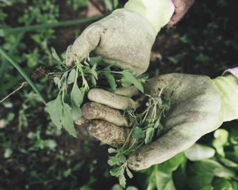 EU Stimulates Sustainable Agriculture In Nigeria With US$1.35Billion Project