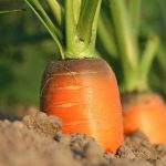 FAO To Augment Ethiopia Food Security With US$10m Loan