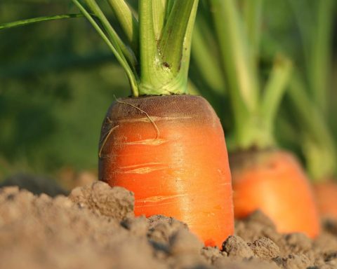 FAO To Augment Ethiopia Food Security With US$10m Loan