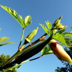 Complete Guide To Grow Okra Yourself