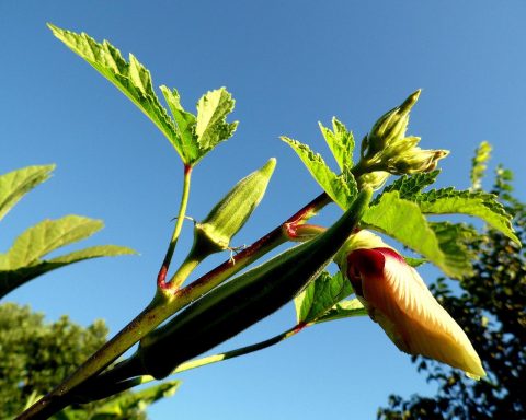 Complete Guide To Grow Okra Yourself