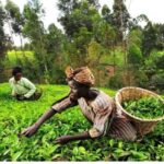 Kenya Records Decline In Tea Export Volumes Despite Production Increase
