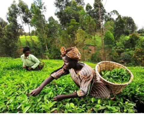 Kenya Records Decline In Tea Export Volumes Despite Production Increase